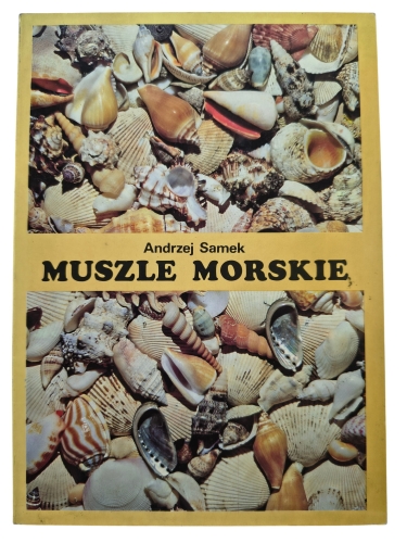 muszle morskie.jpg