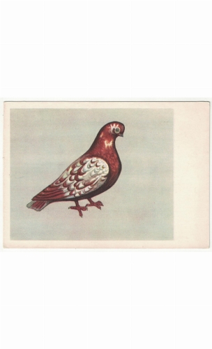 256 kopia.jpg