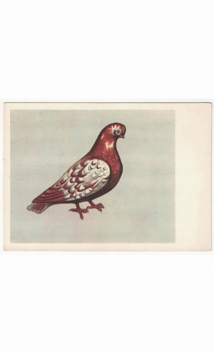256 kopia.jpg